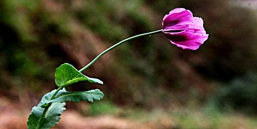 《WWE 2K25》1.03版本补丁已经发布 修复多处问题